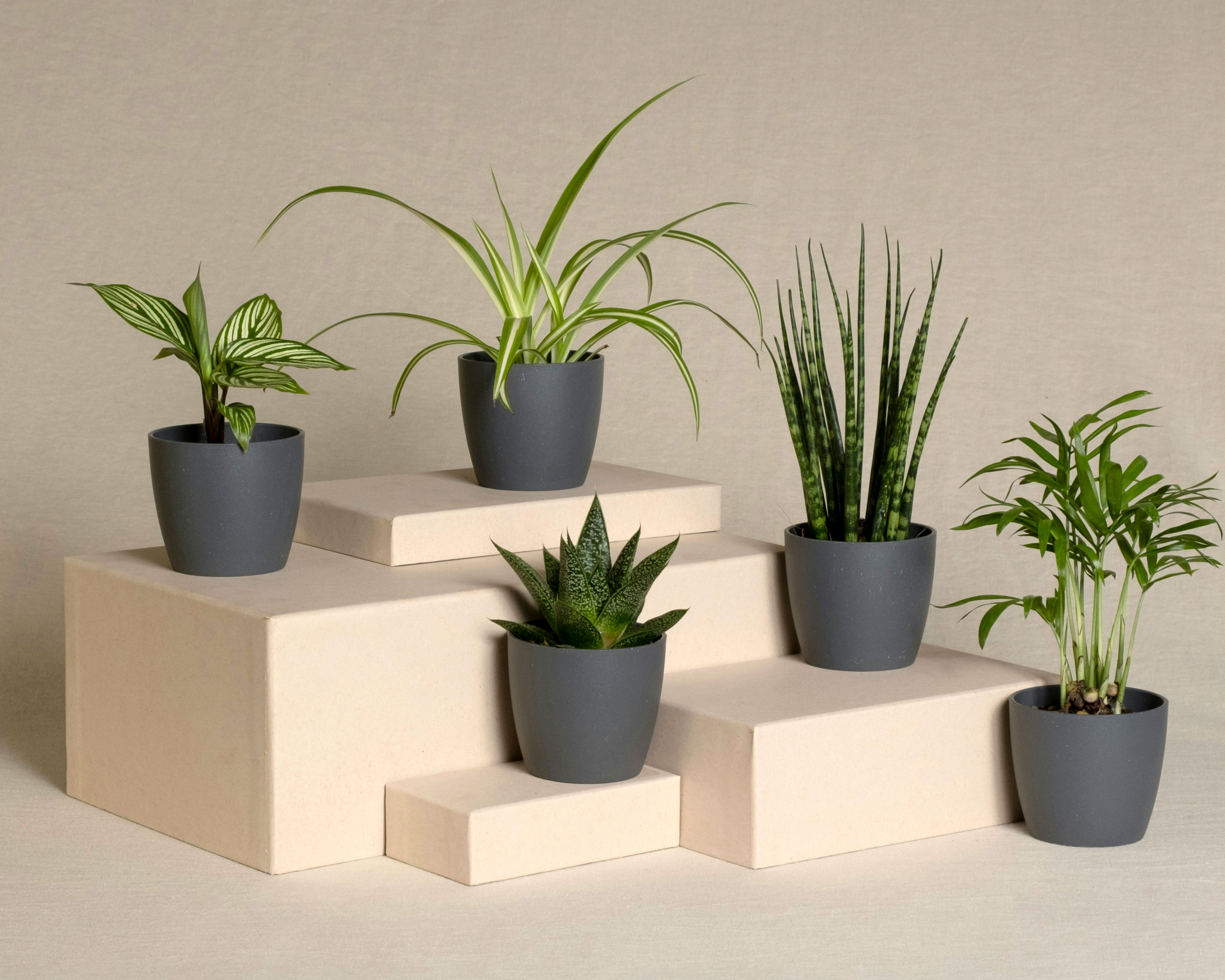 ニュートラルな背景の前に積み重ねられたベージュ色のブロックの上に、5つの小さな鉢植えの植物が飾られており、ダーク グレーの鉢にはさまざまな緑色の植物が美しく植わっている。